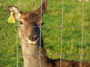 a deer behind a fence with a tag on it's ear.