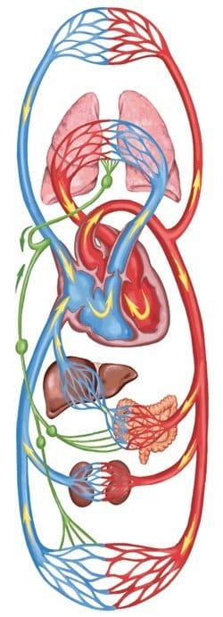 a diagram of the human body showing the circulator system.