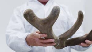 a man holding a fake antler in his hands.