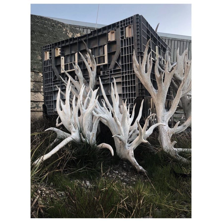 deer antler in front of shed