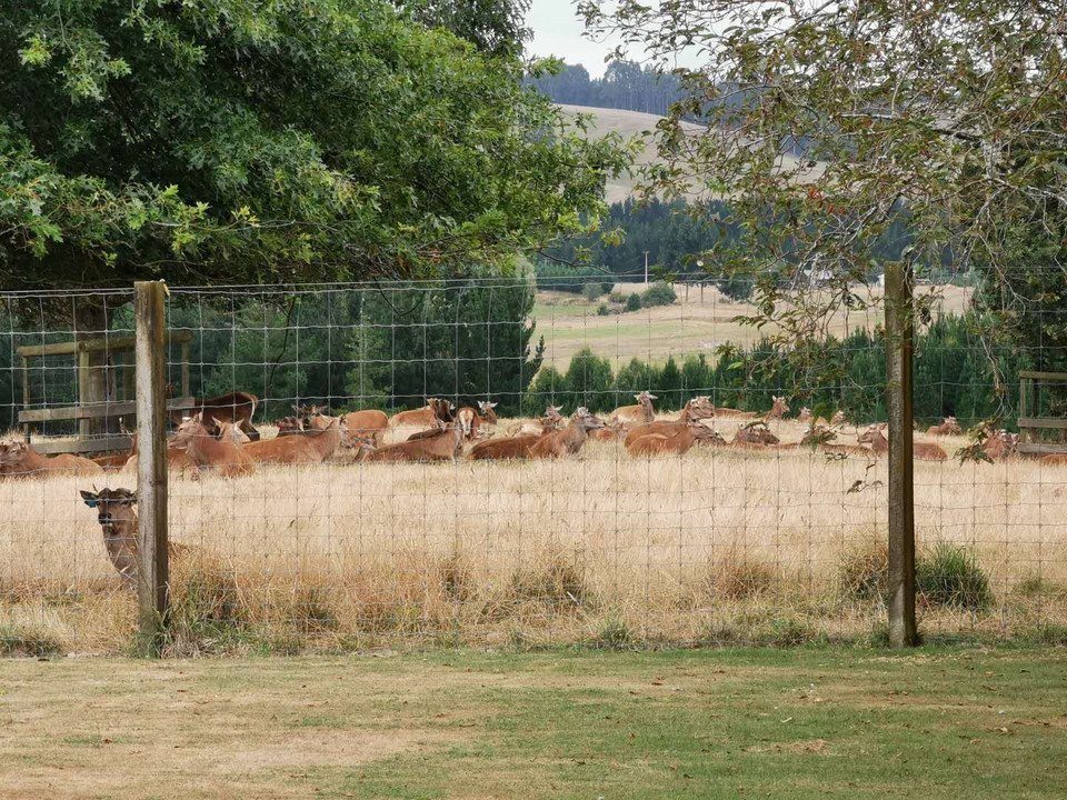 a herd of deer standing on top of a grass covered field.