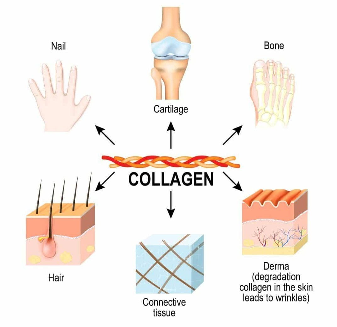 a diagram with collagen in the middle surrounded by the following parts of the body: nail, catrilage, bone, derma or skin, connective tissue and hair