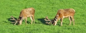 a couple of deer standing on top of a lush green field.