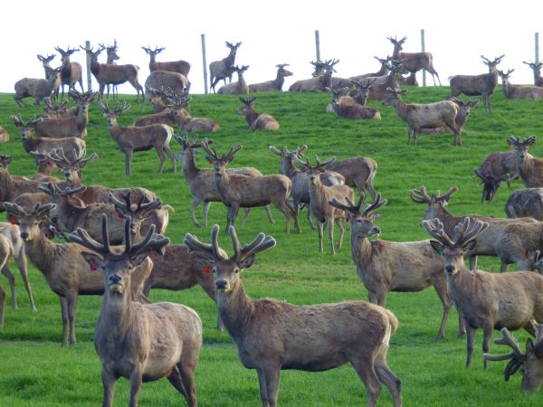 a herd of deer standing on top of a lush green field.