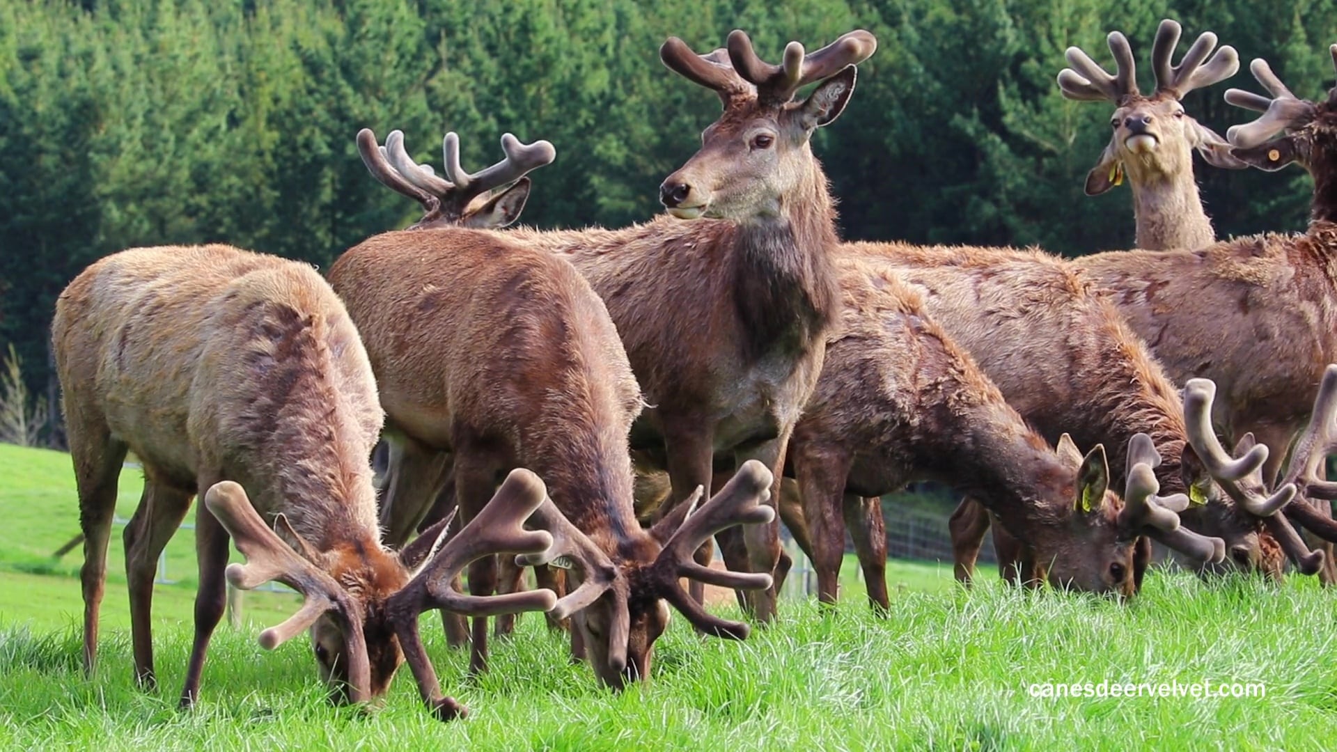 a herd of deer standing on top of a lush green field.